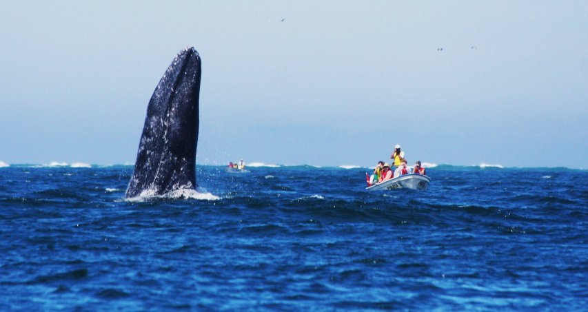 Baleines, Faune & Flore 01
