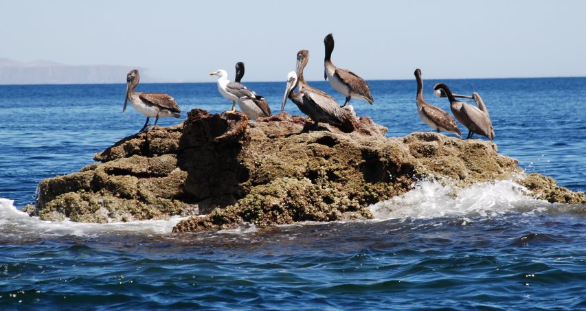 Baleines, Faune & Flore 02