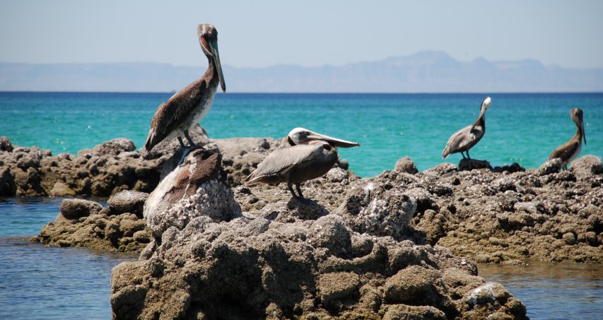 Baleines, Faune & Flore 03