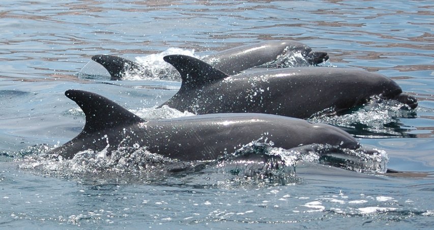Baleines, Faune & Flore 08