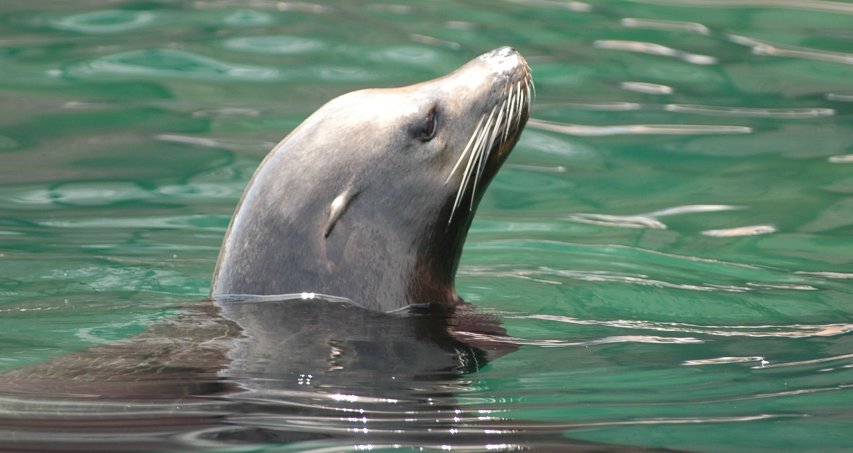 Baleines, Faune & Flore 13