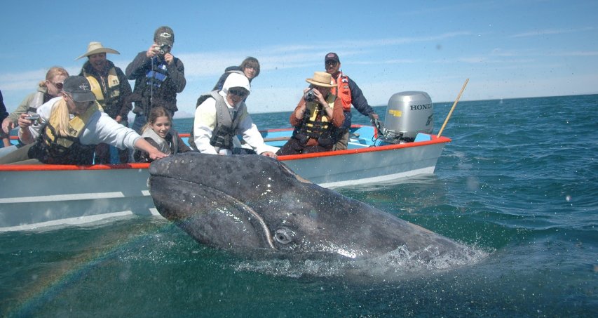 Baleines, Faune & Flore 15