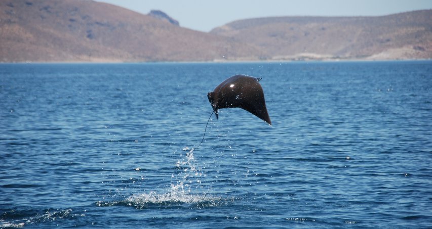 Baleines, Faune & Flore 18