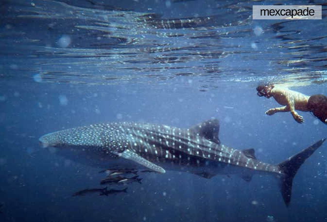 faune marine baleine mexique | Mexcapade