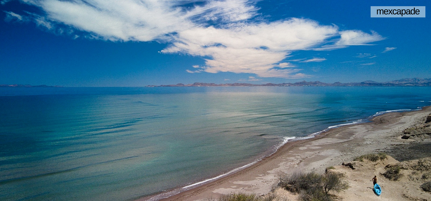 faune marine basse californie | Mexcapade