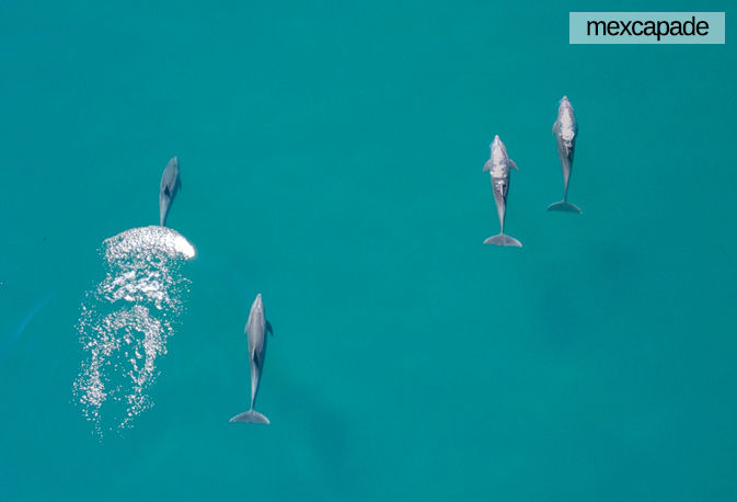 Dauphin - Basse californie | Mexcapade
