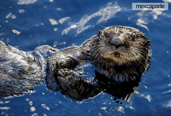 Loutre - Basse californie | Mexcapade