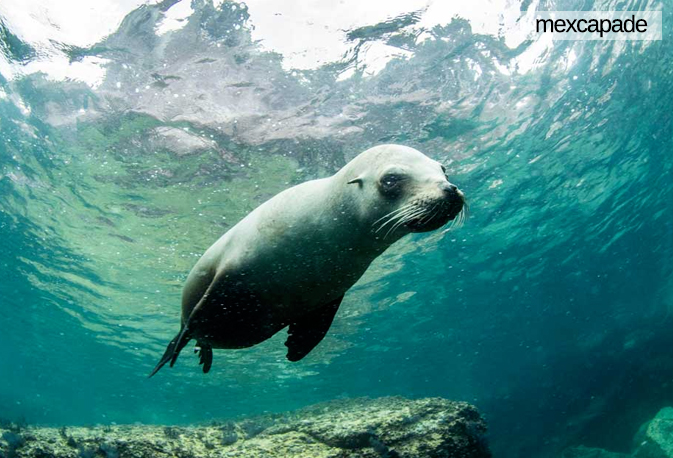 Otarie - Basse californie | Mexcapade