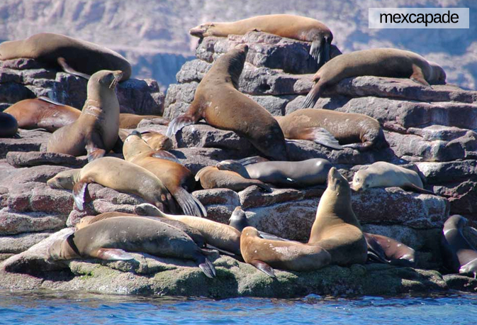 Phoque - Basse californie | Mexcapade