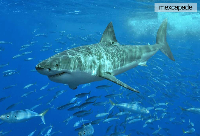 Requin - Basse californie | Mexcapade