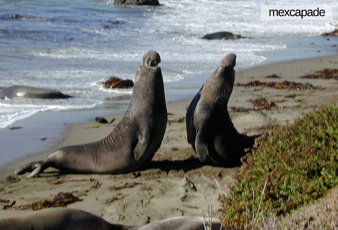 Eléphant de mer basse californie | Mexcapade
