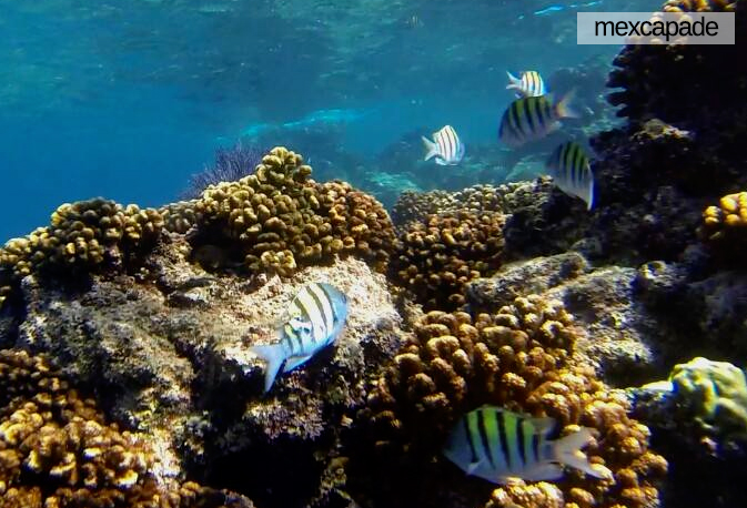 Fonds marin Basse californie | Mexcapade