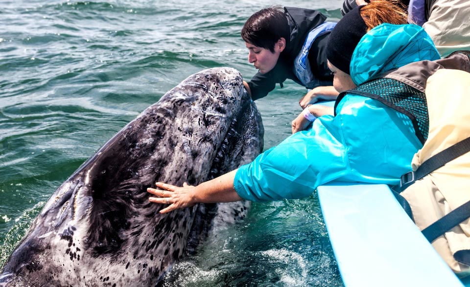 Baleines grises dans la Laguna San Ignacio sur la côte Pacifique de la Basse Californie