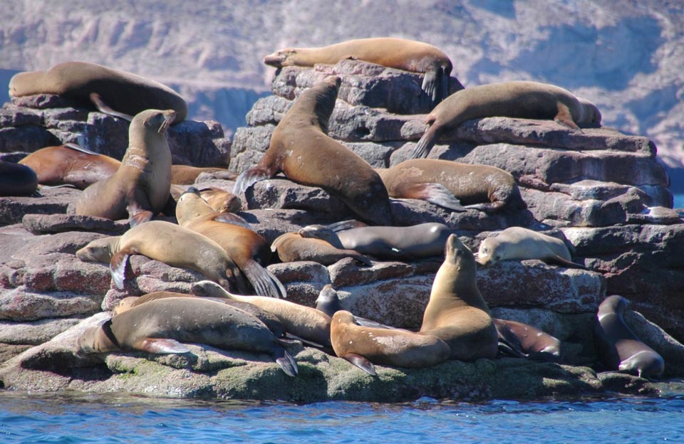 Parc national de Cabo Pulmo, sanctuaire marin et réserve de la biosphère au sud de la Basse Californie