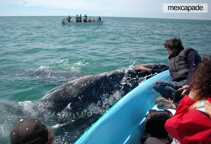 Baleine - Basse californie | Mexcapade