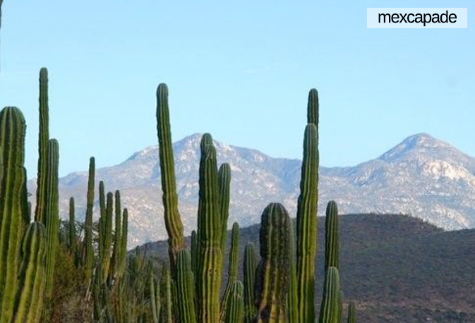 Désert - Basse californie | Mexcapade