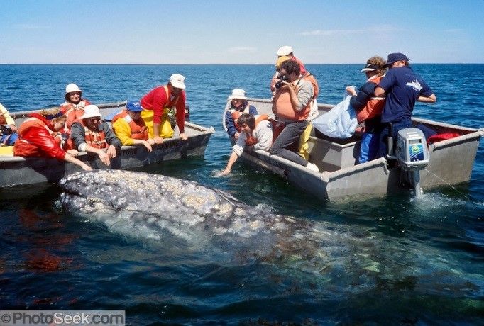 Rencontre avec les baleines basse californie | Mexcapade