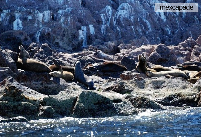 Otarie basse californie | Mexcapade