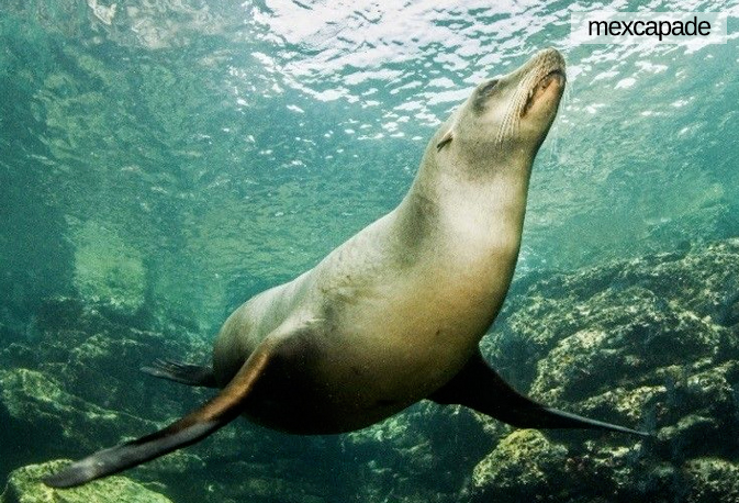 Phoque - Basse californie mexique | Mexcapade