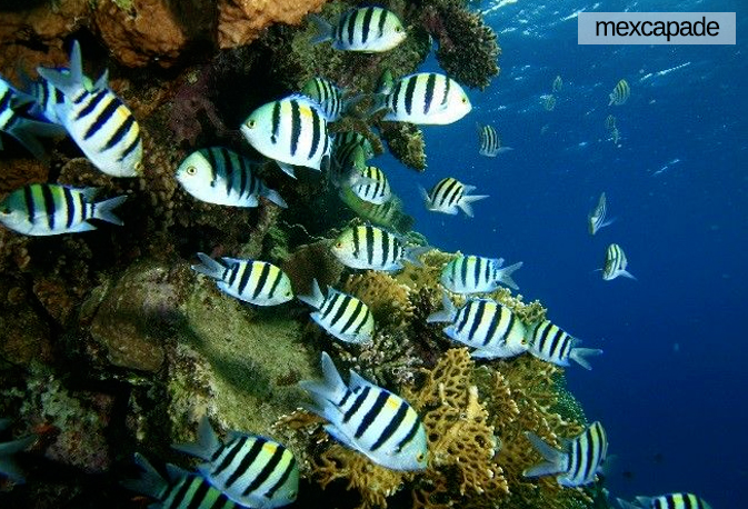 poissons basse californie | Mexcapade